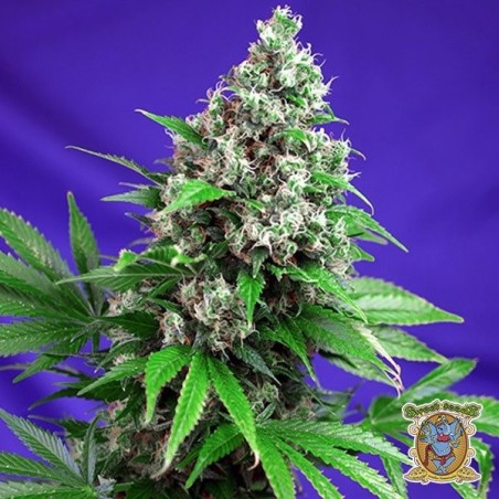 Planta de maconha