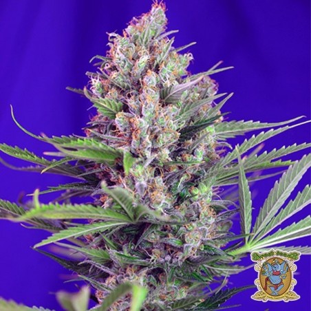 Planta de maconha