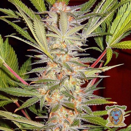 Planta de maconha