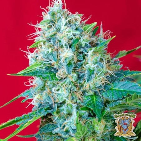 Planta de maconha