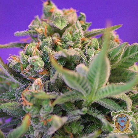 Sweet Cheese F1 Versão rápida por Sweet Seeds - GB The Green Brand