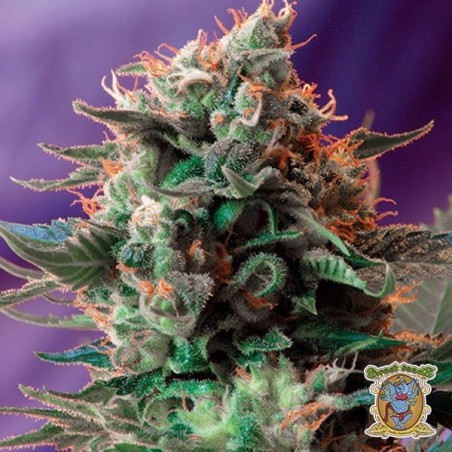 Semente Jack 47 feminizada da Sweet Seeds | GB