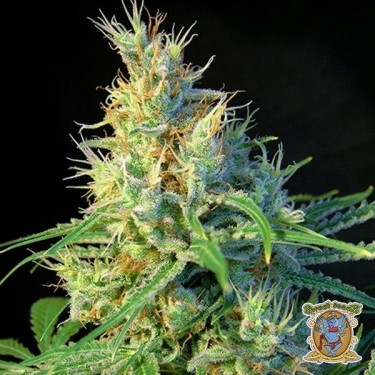 Planta de maconha