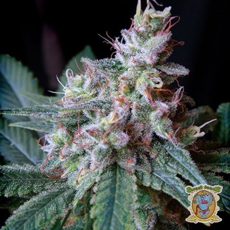 Planta de maconha