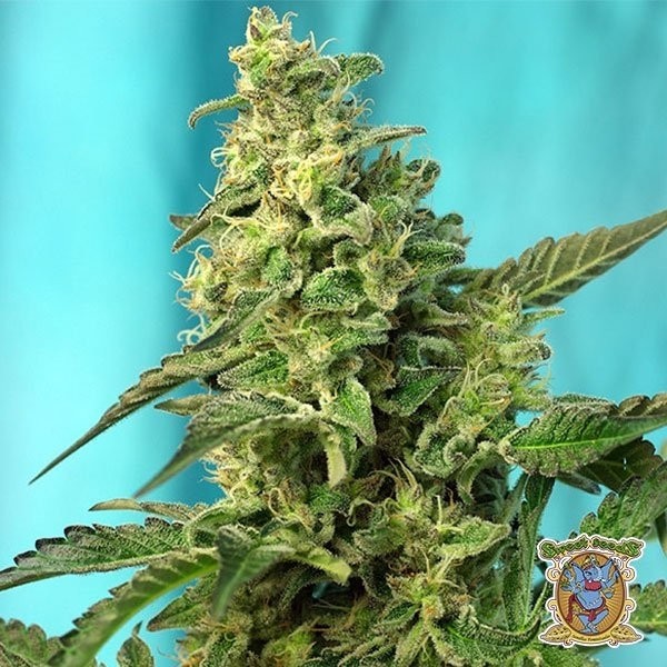 Planta de maconha