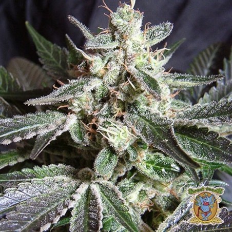 Planta de maconha Black Jack