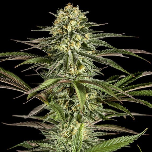 Planta de maconha