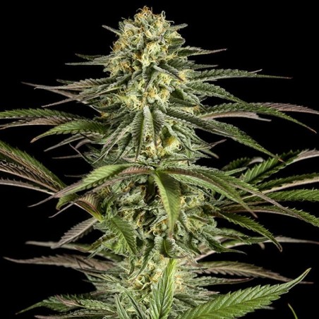 Planta de maconha