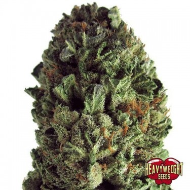 Planta de maconha