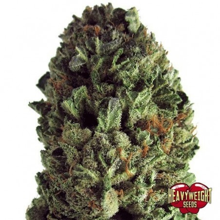 Planta de maconha