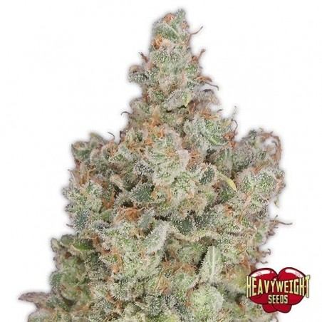 Planta de maconha