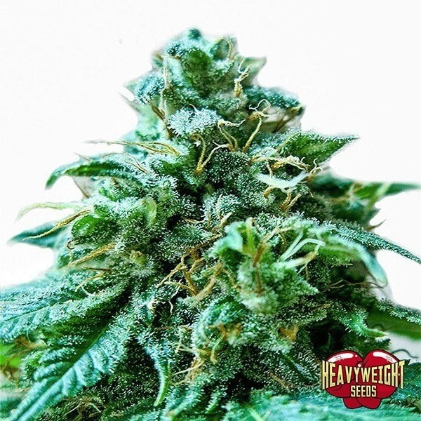 Planta de maconha