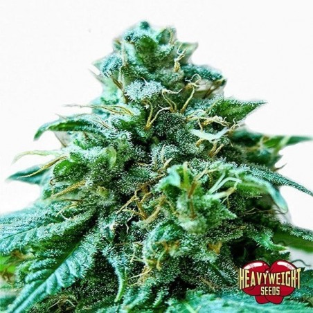 Planta de maconha
