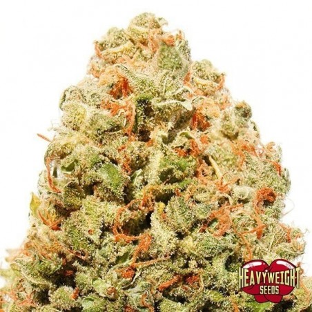 Planta de maconha