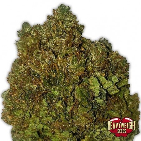 Planta de maconha