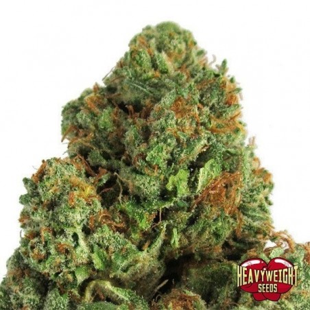 Planta de maconha