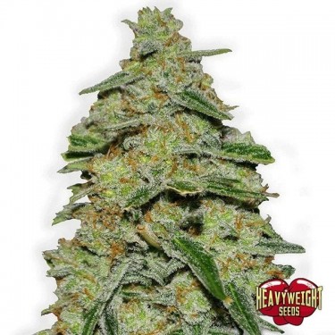 Planta de maconha