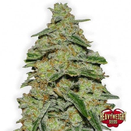 Planta de maconha