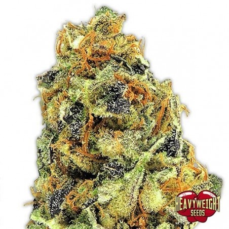 Planta de maconha