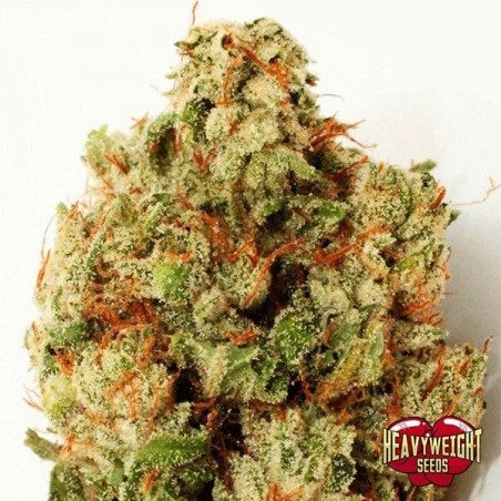 Planta de maconha
