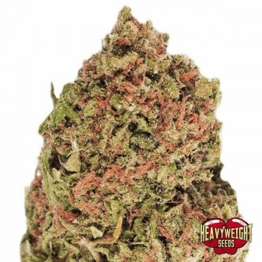 Planta de maconha