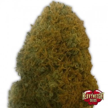 Planta de maconha