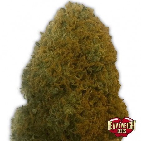 Planta de maconha