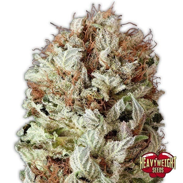 Planta de maconha