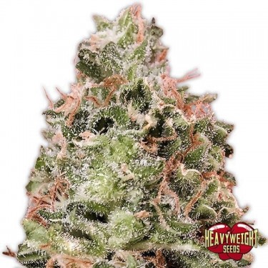 Planta de maconha