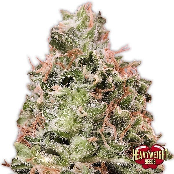 Planta de maconha