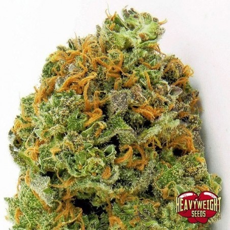 Planta de maconha