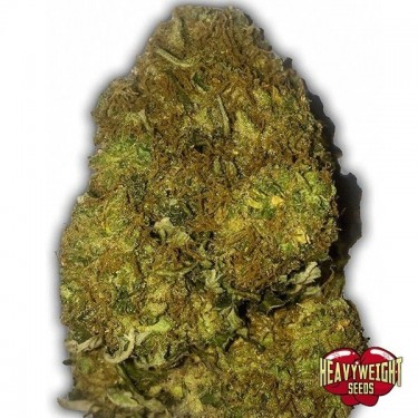 Planta de maconha