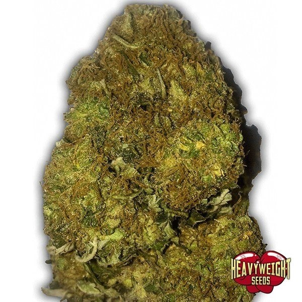 Planta de maconha