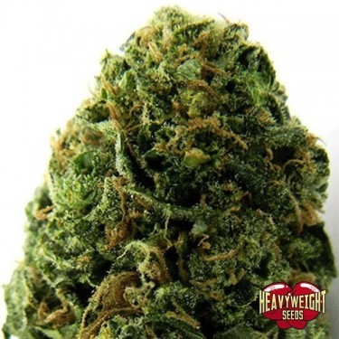 Planta de maconha