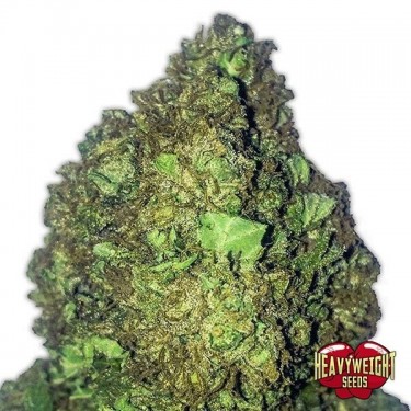 Planta de maconha