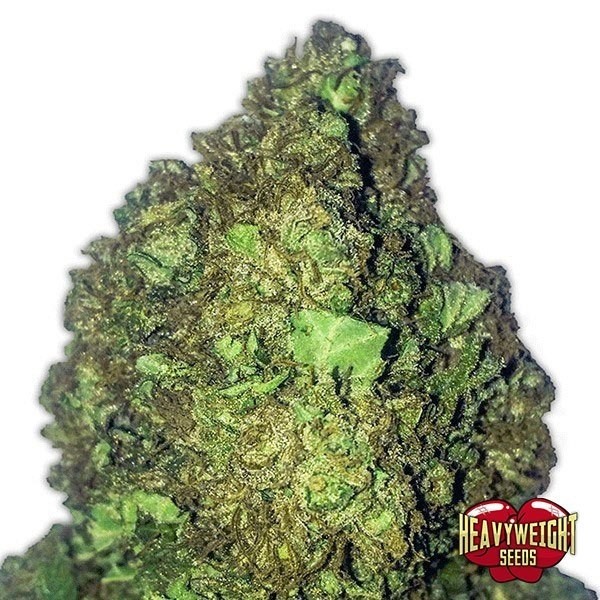 Planta de maconha