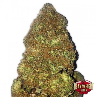 Planta de maconha