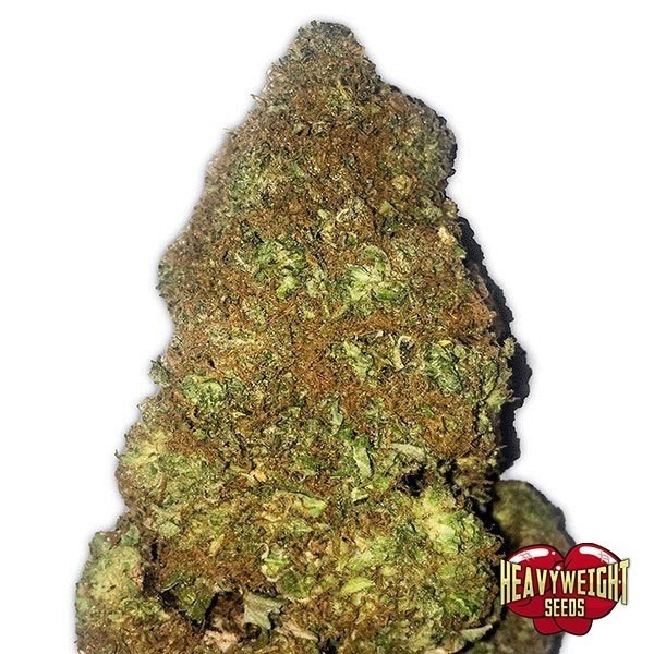 Planta de maconha