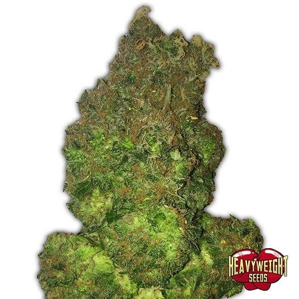 View Planta de maconha