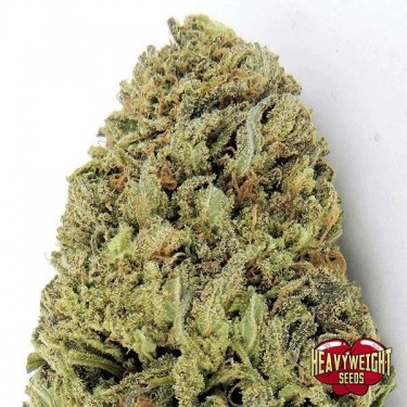 Planta de maconha