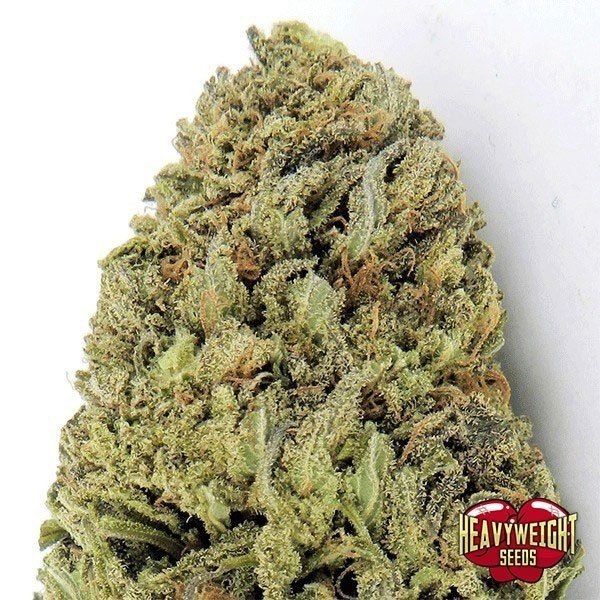 Planta de maconha