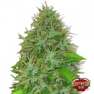 Planta de maconha