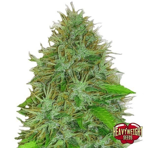 Planta de maconha