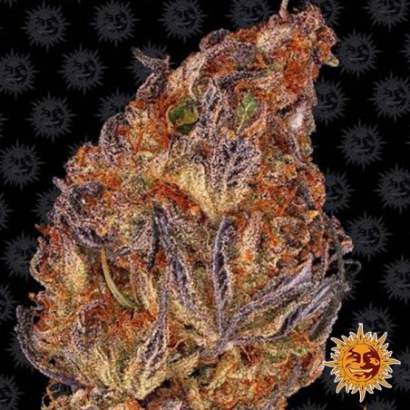 Runtz Auto Seed Barney's Farm - GB The Green Brand