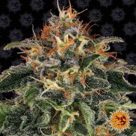 Moby Dick feminizado de Barney's Farm - GB The Green Brand