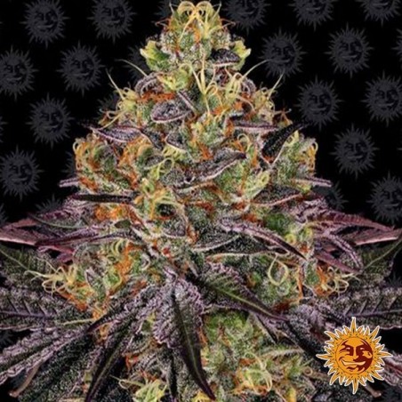 Watermelon Zkittlez de Barney's Farm - GB The Green Brand