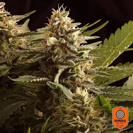 Planta de maconha colombiana Jack