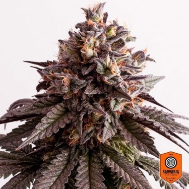 Planta de maconha Gelato-K