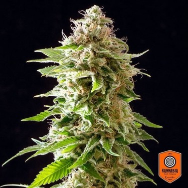 Cookies Haze planta de maconha