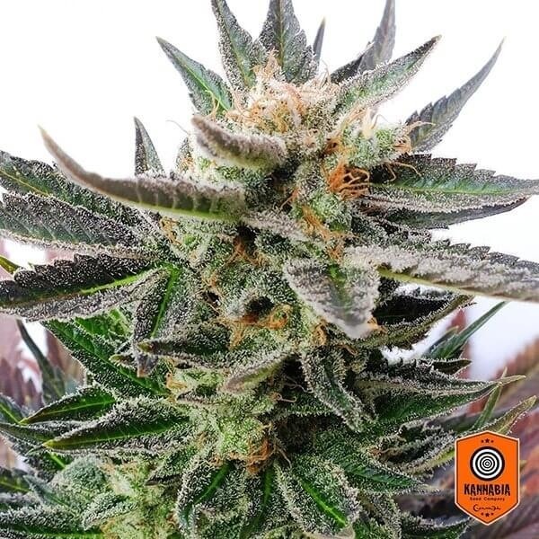 View Sativa Dream Kannabia Sementes 100% Feminizada - GB The Green Brand